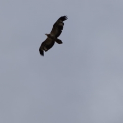 Haliaeetus leucogaster (White-bellied Sea-Eagle) at Bermagui, NSW - 8 Oct 2019 by JackieLambert