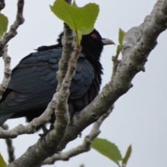 Eudynamys orientalis (Pacific Koel) at Bermagui, NSW - 9 Oct 2019 by JackieLambert