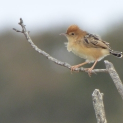 Cisticola exilis (Golden-headed Cisticola) at Bermagui, NSW - 8 Oct 2019 by Jackie Lambert