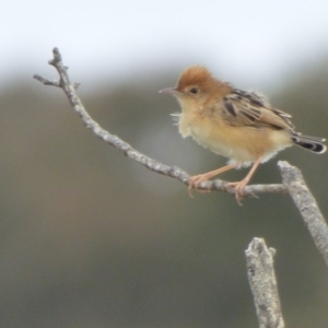 Cisticola exilis at Bermagui, NSW - 9 Oct 2019