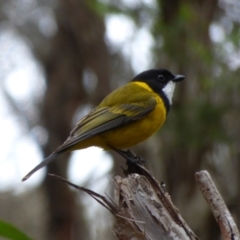 Pachycephala pectoralis (Golden Whistler) at Bermagui, NSW - 9 Oct 2019 by JackieLambert