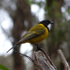 Pachycephala pectoralis (Golden Whistler) at Bermagui, NSW - 8 Oct 2019 by Jackie Lambert