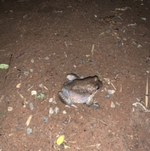 Limnodynastes dumerilii at Gundaroo, NSW - 3 Nov 2019