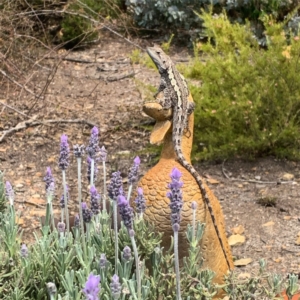 Amphibolurus muricatus at Wamboin, NSW - 8 Oct 2019