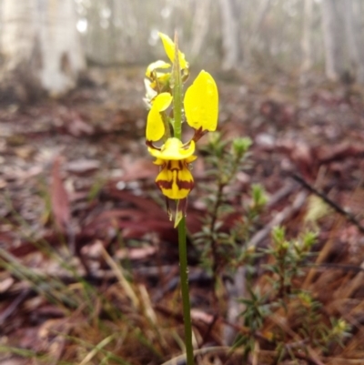 Diuris sulphurea (Tiger Orchid) at Captains Flat, NSW - 3 Nov 2019 by shodgman