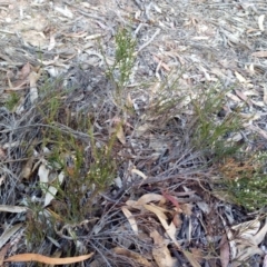 Choretrum pauciflorum (Dwarf Sour Bush) at Captains Flat, NSW - 27 Oct 2019 by shodgman