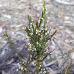 Choretrum pauciflorum at Captains Flat, NSW - 27 Oct 2019