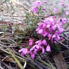 Tetratheca sp. at Captains Flat, NSW - 27 Oct 2019 by shodgman