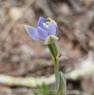 Thelymitra pauciflora (Slender Sun Orchid) at Block 402 - 2 Nov 2019 by AaronClausen