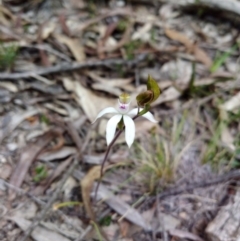 Caladenia moschata (Musky Caps) at Captains Flat, NSW - 27 Oct 2019 by shodgman