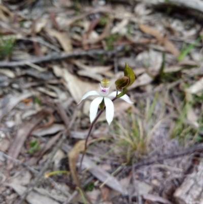 Caladenia moschata (Musky Caps) at Captains Flat, NSW - 27 Oct 2019 by shodgman