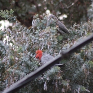 Callocephalon fimbriatum at Hughes, ACT - 2 Nov 2019