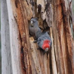 Callocephalon fimbriatum (Gang-gang Cockatoo) at Hughes Grassy Woodland - 2 Nov 2019 by LisaH