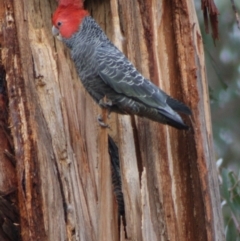 Callocephalon fimbriatum at Hughes, ACT - 2 Nov 2019