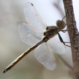 Hemicordulia tau at Red Hill, ACT - 2 Nov 2019 12:12 PM