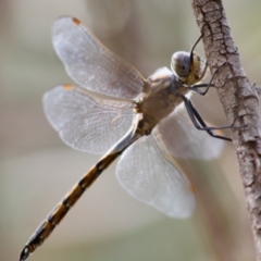 Hemicordulia tau at Red Hill, ACT - 2 Nov 2019