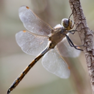 Hemicordulia tau at Red Hill, ACT - 2 Nov 2019 12:12 PM