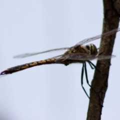 Hemicordulia tau at Red Hill, ACT - 2 Nov 2019 12:12 PM