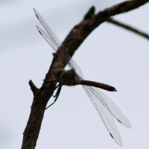 Hemicordulia tau at Red Hill, ACT - 2 Nov 2019 12:12 PM