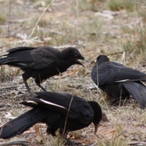 Corcorax melanorhamphos at Hughes, ACT - 1 Nov 2019 10:47 AM