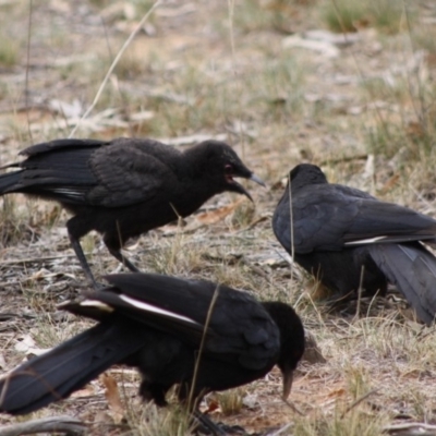 Corcorax melanorhamphos (White-winged Chough) at Hughes Grassy Woodland - 31 Oct 2019 by LisaH