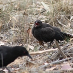 Corcorax melanorhamphos at Hughes, ACT - 1 Nov 2019 10:47 AM