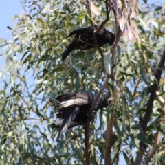 Corcorax melanorhamphos at Hughes, ACT - 1 Nov 2019