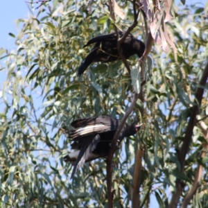 Corcorax melanorhamphos at Hughes, ACT - 1 Nov 2019