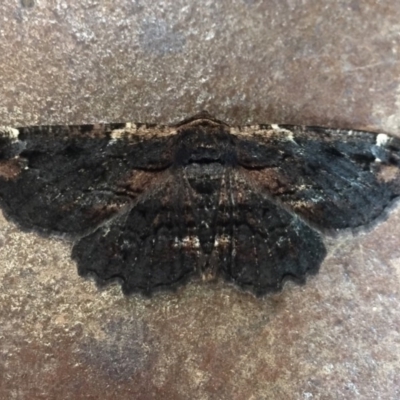 Pholodes sinistraria (Sinister or Frilled Bark Moth) at Hackett, ACT - 1 Nov 2019 by WalterEgo