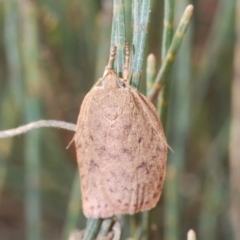 Garrha repandula (a Concealer Moth) at Lower Boro, NSW - 2 Nov 2019 by Harrisi