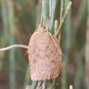 Garrha repandula at Lower Boro, NSW - 2 Nov 2019