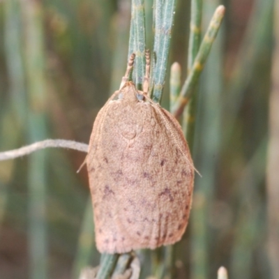 Garrha repandula (a Concealer Moth) at Nadgigomar Nature Reserve - 2 Nov 2019 by Harrisi