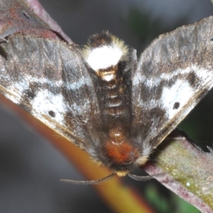 Nataxa flavescens at Lower Boro, NSW - 2 Nov 2019