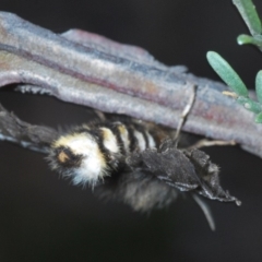 Nataxa flavescens at Lower Boro, NSW - 2 Nov 2019