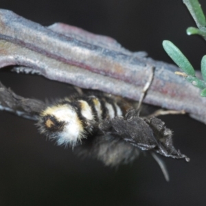 Nataxa flavescens at Lower Boro, NSW - 2 Nov 2019