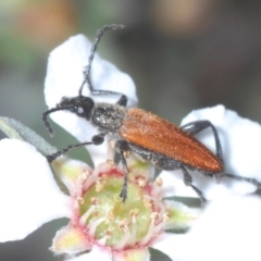 Lepturidea deplanchei (Darkling beetle) at Lower Boro, NSW - 2 Nov 2019 by Harrisi
