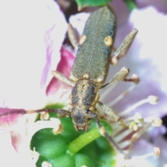 Pempsamacra pygmaea (Longhorn beetle) at Sassafras, NSW - 2 Nov 2019 by Harrisi