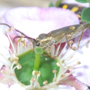 Pempsamacra pygmaea at Sassafras, NSW - 2 Nov 2019 02:18 PM