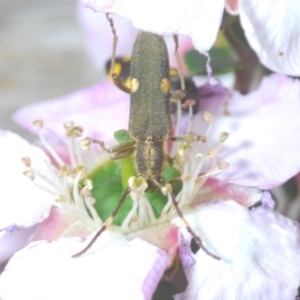 Pempsamacra pygmaea at Sassafras, NSW - 2 Nov 2019 02:18 PM