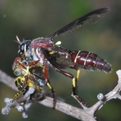 Daptolestes limbipennis (Robber fly) at Saint George, NSW - 2 Nov 2019 by Harrisi