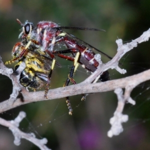 Daptolestes limbipennis at Saint George, NSW - 2 Nov 2019