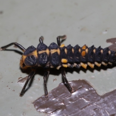 Harmonia conformis (Common Spotted Ladybird) at Acton, ACT - 31 Oct 2019 by TimL