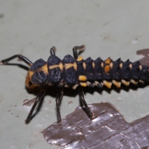 Harmonia conformis at Acton, ACT - 31 Oct 2019