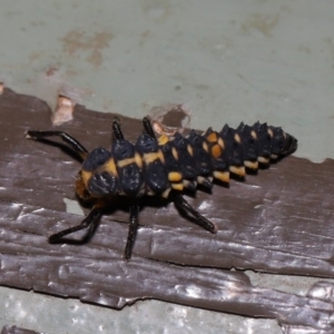 Harmonia conformis at Acton, ACT - 31 Oct 2019