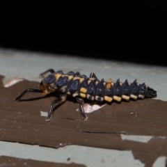 Harmonia conformis at Acton, ACT - 31 Oct 2019