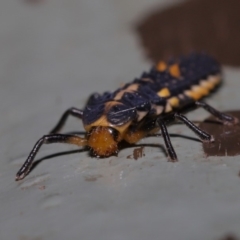 Harmonia conformis at Acton, ACT - 31 Oct 2019