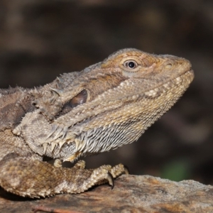 Pogona barbata at Acton, ACT - suppressed