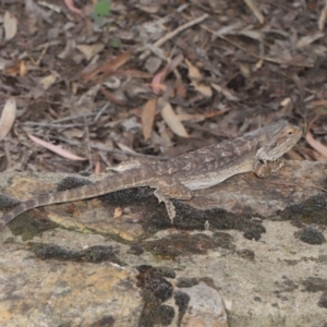 Pogona barbata at Acton, ACT - 30 Oct 2019