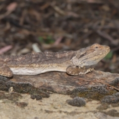 Pogona barbata at Acton, ACT - suppressed