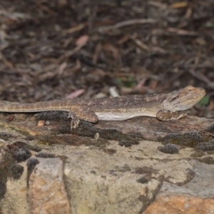 Pogona barbata at Acton, ACT - 30 Oct 2019